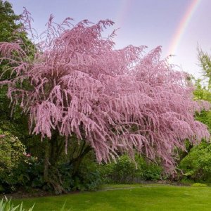 Tamariška štvorčeková (Tamarix tetrandra) - výška 90-120 cm, kont. C10L 